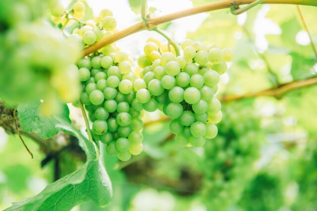 都農の夏、熟してます🍇

実はここ都農町、知る人ぞ知るぶどうの名産地。

この時期は、町中でシャインマスカットからキャンベルまで、いろんな種類のぶどうが楽しめます。
産地のぶどうはフレッシュさが段違い！

ホステルALAでの滞在中、ぜひ旬のぶどうも楽しんでみてくださいね！

ーーー
Summer in Tsuno is ripening beautifully 🍇

Did you know? Tsuno Town is a hidden gem when it comes to grapes.

From Shine Muscat to Campbell, you’ll find a wide variety of grapes around town during this season.
And when they’re this fresh—straight from the vineyard—you can really taste the difference!

While staying at HOSTEL ALA, don’t miss the chance to enjoy Tsuno’s seasonal sweetness. 🍃✨

ーーーーーーーーーーーーーーーーーーーーーーーーー
ーーーー

【ツインルーム】
・ 定員２名、１室8,000円（未就学児は添い寝可能）
・冷蔵庫、テレビつき
・３連泊以上でお得になるウィークリープラン（最大６泊７日、24,000円）もございます

【トレーラーホテル】
・定員３名、１室12,000円（未就学児は添い寝可能）
・ダブルベッド１台、シングルベッド１台をご用意しております
・トイレ、冷蔵庫つき

・ご予約はプロフィール欄のURLからお願いいたします

ーーーーーーーーーーーーーーーーーーーーーーーーー
ーーーー

【まちづくりホステル ALAについて】
宮崎県都農町の耕作放棄地で空き家とトレーラーを再生
⚪︎都農駅🚶6分、都農IC🚗8分の便利なアクセス
⚪︎お子様連れ・女子会に最適なトレーラーホテル
⚪︎仕事もはかどるツインはウィークリープランあり
⚪︎都農町のまちづくり×教育会社イツノマが運営
⚪︎詳細・ご予約はプロフィール欄のURLから
　
ーーーーーーーーーーーーーーーーーーーーーーーーー
ーーーー

#hostelala #まちづくり #地方創生 #宮崎 #都農町
#ホテルステイ #旅するフリーランス #ワーケーション #ゲストハウス #トレーラーハウス #宮崎おでかけ #宮崎観光 #宮崎旅行 #宮崎ドライブ #miyazaki #宮崎ホテル #子連れお出かけスポット #九州旅行 #都農ワイン #女子旅 #女子会 #ワイン好き #JapanTravel #StayInNature #TrailerHouseStay #RuralJapan #LocalExperience #HiddenJapan #TsunoTown #MiyazakiJapan
